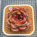 Echeveria 'Dark Pearl' 2"-3" Succulent Plant Cutting