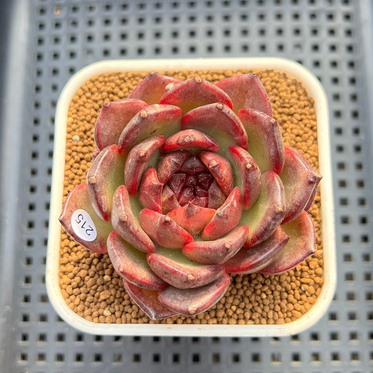 Echeveria 'Dark Pearl' 2"-3" Succulent Plant Cutting