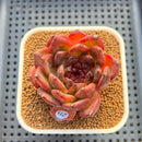 Echeveria 'Dark Pearl' 2"-3" Succulent Plant Cutting
