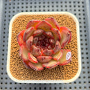 Echeveria 'Dark Pearl' 2"-3" Succulent Plant Cutting