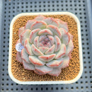 Echeveria 'Lilac Perfume' 2"-3" Succulent Plant Cutting