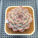 Echeveria 'Lilac Perfume' 2"-3" Succulent Plant Cutting