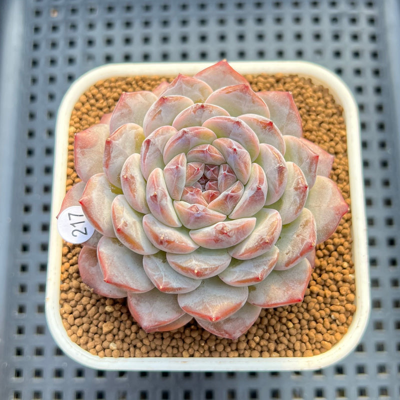 succulent perfume Echeveria 'Lilac Perfume' 2"-3" Succulent Plant Cutting