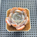 Echeveria 'Chirping Rain' 2" Succulent Plant Cutting