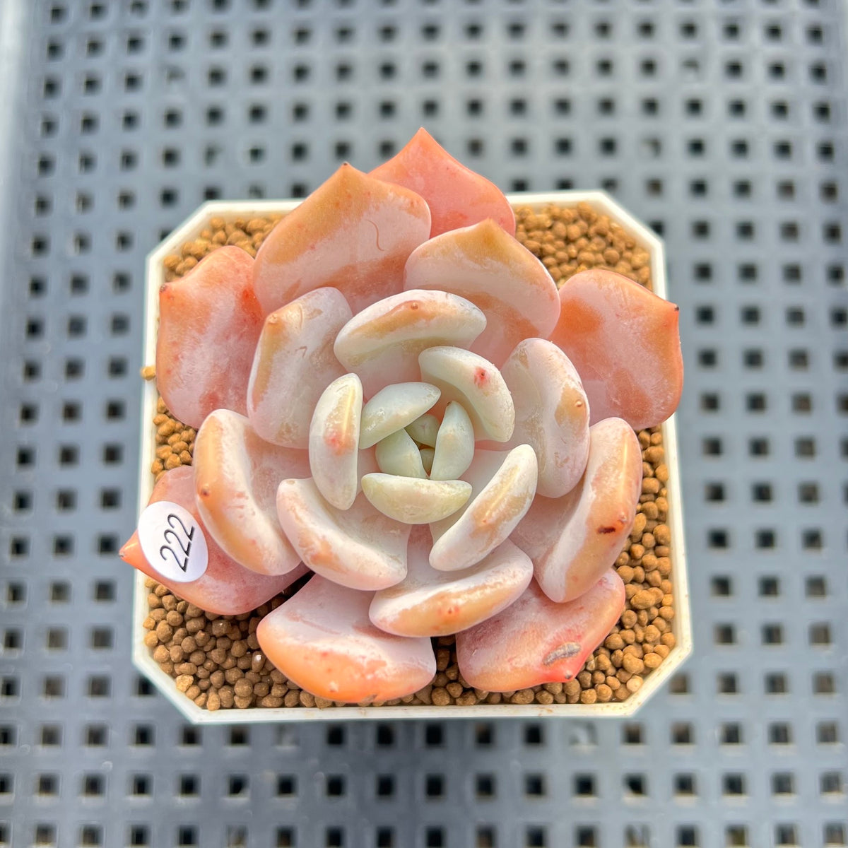 Echeveria 'Chirping Rain' 2" Succulent Plant Cutting