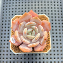 Echeveria 'Chirping Rain' 2" Succulent Plant Cutting