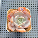 Echeveria 'Chirping Rain' 2" Succulent Plant Cutting