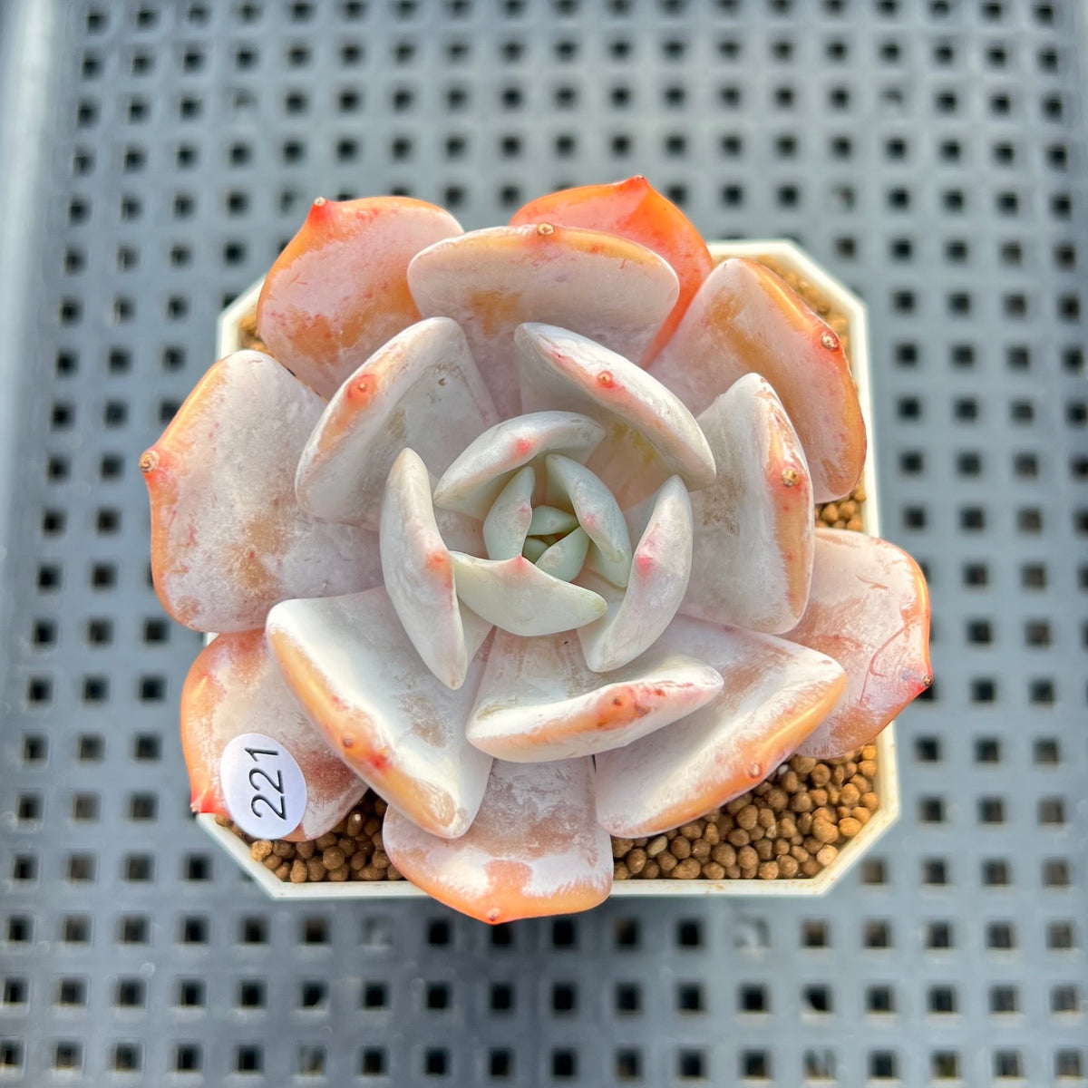 Echeveria 'Chirping Rain' 2" Succulent Plant Cutting