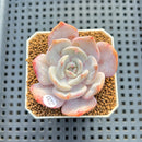 Echeveria 'Chirping Rain' 2" Succulent Plant Cutting