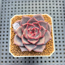 Echeveria 'Barista' 2" (New Hybrid by Brotherly Farm) Succulent Plant Cutting