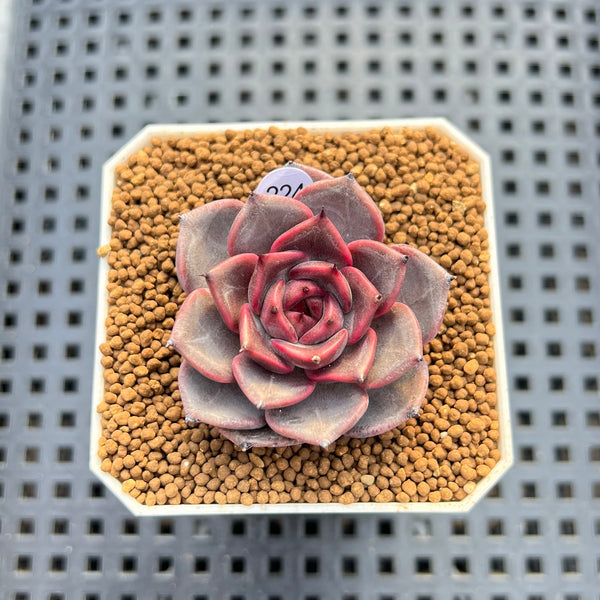 Echeveria 'Barista' 2