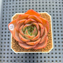 Echeveria 'Butterfly Puff' 2" Succulent Plant Cutting