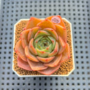 Echeveria 'Butterfly Puff' 2" Succulent Plant Cutting