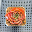 Echeveria 'Butterfly Puff' 2" Succulent Plant Cutting