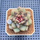 Echeveria 'Stonehenge' 2" (New Hybrid by Brotherly Farm) Succulent Plant Cutting