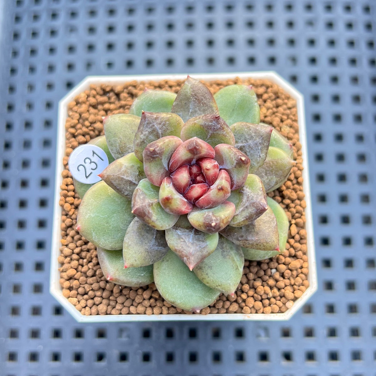 Echeveria 'Stonehenge' 2" (New Hybrid by Brotherly Farm) Succulent Plant Cutting