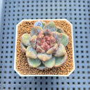Echeveria 'Stonehenge' 2" (New Hybrid by Brotherly Farm) Succulent Plant Cutting