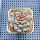 Echeveria 'Stonehenge' 2" (New Hybrid by Brotherly Farm) Succulent Plant Cutting