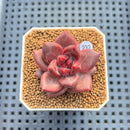 Pachyphytum 'Tivoli' 1" Succulent Plant Cutting