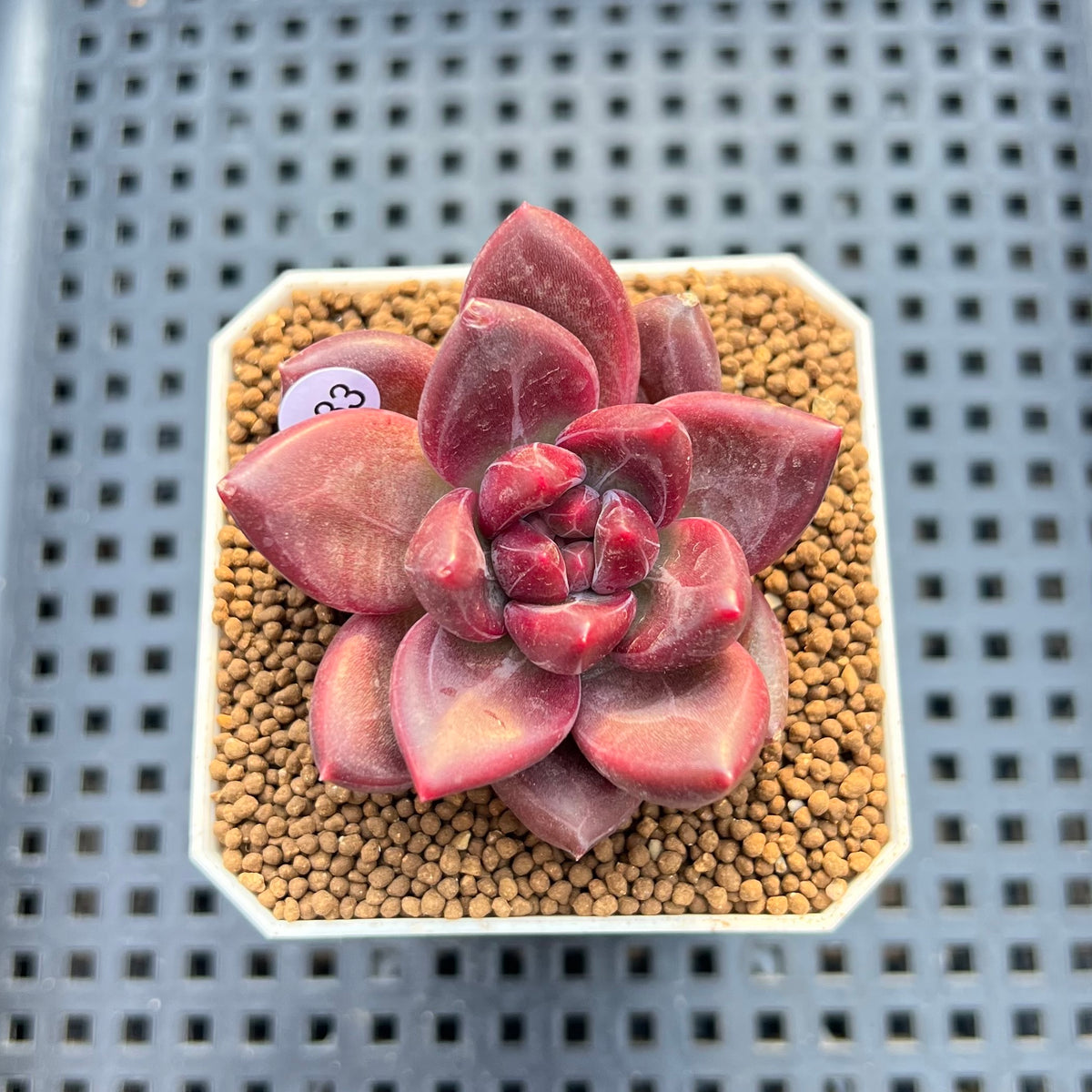 Pachyphytum 'Tivoli' 1" Succulent Plant Cutting