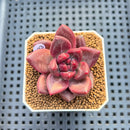 Pachyphytum 'Tivoli' 1" Succulent Plant Cutting