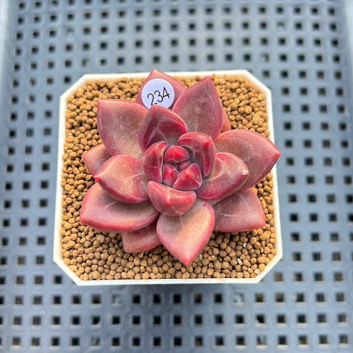 Pachyphytum 'Tivoli' 1" Succulent Plant Cutting