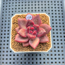 Pachyphytum 'Tivoli' 1" Succulent Plant Cutting