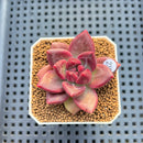 Pachyphytum 'Tivoli' 1" Succulent Plant Cutting