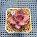 Pachyphytum 'Tivoli' 1" Succulent Plant Cutting