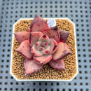 Echeveria Agavoides 'Romeo' 2" Succulent Plant Cutting