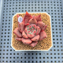 Echeveria Agavoides 'Romeo' 2" Succulent Plant Cutting