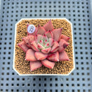 Echeveria Agavoides 'Romeo' 2" Succulent Plant Cutting