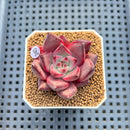 Echeveria Agavoides 'Romeo' 2" Succulent Plant Cutting