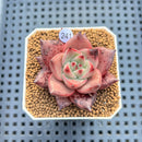 Echeveria Agavoides 'Romeo' 2" Succulent Plant Cutting