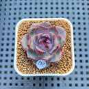 Echeveria 'Wild Strawberry' 2" Succulent Plant Cutting