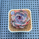 Echeveria 'Wild Strawberry' 2" Succulent Plant Cutting