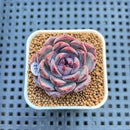 Echeveria 'Wild Strawberry' 2" Succulent Plant Cutting