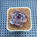 Echeveria 'Wild Strawberry' 2" Succulent Plant Cutting