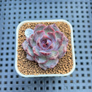 Echeveria 'Wild Strawberry' 2" Succulent Plant Cutting