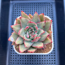Echeveria Agavoides 'Maria' Variegated 4" Succulent Plant Cutting