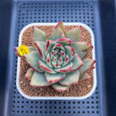 Echeveria Agavoides 'Maria' Variegated 4" Succulent Plant Cutting