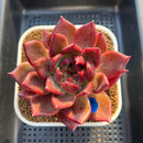 Echeveria Agavoides 'McRising' 4" Succulent Plant Cutting