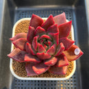 Echeveria Agavoides 'McRising' 4" Succulent Plant Cutting