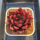 Echeveria Agavoides 'McRising' 4" Succulent Plant Cutting