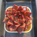 Echeveria Agavoides 'McRising' 4" Succulent Plant Cutting