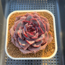 Echeveria Hybrid sp. 3"-4" Hand-Selected Clone (From Flower Village) Succulent Plant Cutting