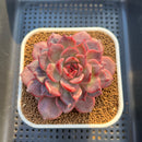 Echeveria Hybrid sp. 3"-4" Hand-Selected Clone (From Flower Village) Succulent Plant Cutting