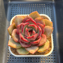Echeveria Hybrid sp. 3"-4" Hand-Selected Clone (From Flower Village) Succulent Plant Cutting
