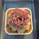 Echeveria Hybrid sp. 3" Hand-Selected Clone (From Flower Village) Succulent Plant Cutting