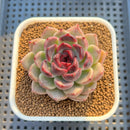 Echeveria Hybrid sp. 3" Hand-Selected Clone (From Flower Village) Succulent Plant Cutting